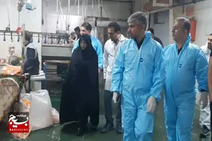 کشتار مرغ گرم تحت نظارت شبانه تعزیرات حکومتی استان همدان
