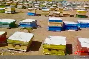 آغاز برداشت عسل ناب بهاره در شهرستان نیکشهر
