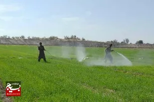 مبارزه با علف&zwnj;های هرز ۱۴۰ هکتار از مزارع گندم و جو شهرستان زاهدان
