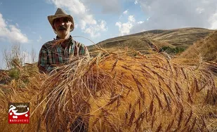 پرداخت ۲۴ هزار میلیارد تومان از مطالبه&zwnj;های گندمکاران خوزستان در روز&zwnj;های آینده