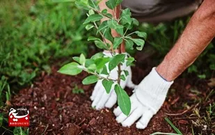کاشت ۲۰۰۰ نهال در شهرک&zwnj; صنعتی ۲ اردبیل
