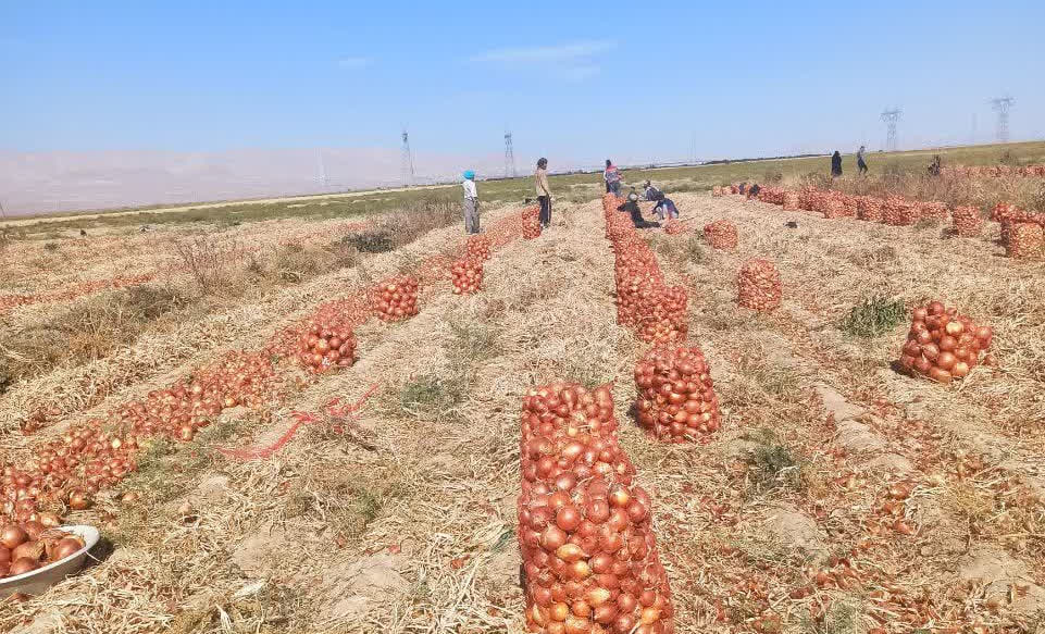 پیش‌بینی برداشت ۳۰ هزار تن پیاز در قطب تولید محصول در شاهرود