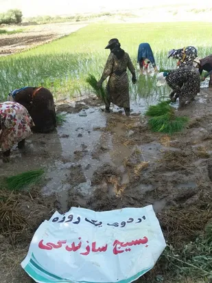مشارکت گروه جهادی پایگاه مقاومت نرگس سنگ سفید چرداول در نشاکاری