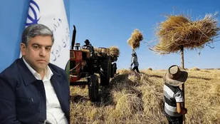 پرداخت ۶۰ درصد مطالبات گندم&zwnj;کاران اردبیل