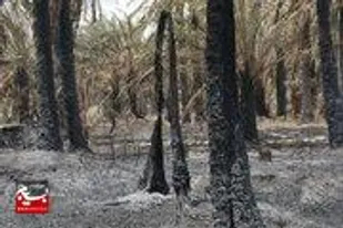 اخذ دستور وزیر برای تأمین بچه&zwnj;نخل و بیمه نخیلات آسیب&zwnj;دیده آبادان