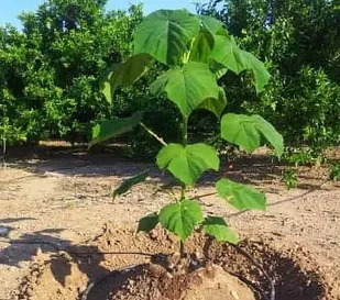 آغاز کاشت پنج هزار اصله نهال در پادگان امام رضا(ع) مراغه