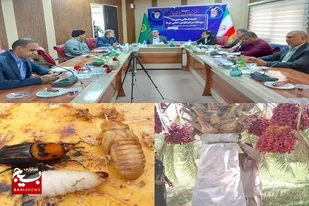 ردیابی و مبارزه با سوسک سرخرطومی حنایی خرما درسطح بیش از ۶۳ هزار هکتار نخلستان های سیستان&zwnj;وبلوچستان
