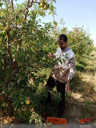 کمک طلاب بسیجی شهرستان ابهر به برداشت محصول کشاورزان روستای قروه