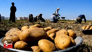 برداشت ۷۸۰ هزار تن سیب&zwnj;زمینی در اردبیل