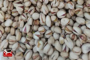 آغاز برداشت پسته از ۴ هزار هکتار باغات زاهدان
