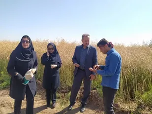مبارزه شیمیایی با بیماری زنگ زرد  در مزارع غلات شهرستان ورزقان