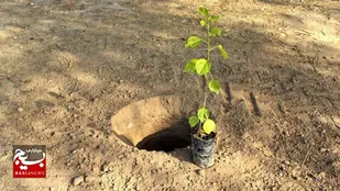 ۶ میلیون نهال در ۵ هزار هکتار از اراضی هفت تپه کاشته می&zwnj;شود