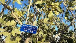 اهدای ۲۵۰ درخت به نیازمندان بناب در قالب طرح شجره طیبه
