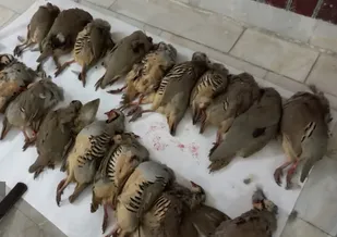 کشف لاشه ۱۹ قطعه کبک از شکارچیان غیر مجاز در مراغه