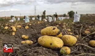 خرید تضمینی سیب&zwnj;زمینی نهایی شد