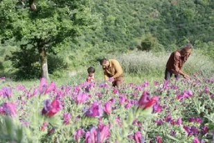 دوره کشت گیاهان دارویی در روستای آتان دهستان زوارک الموت شرقی برگزار شد