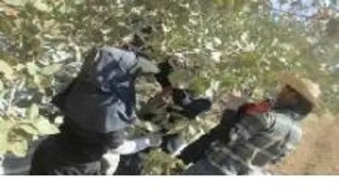 بازدید از مزارع نمونه کشاورزی(انار و پسته)