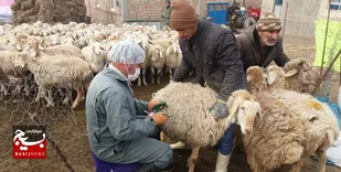 به همت سپاه و گروه های جهادی، ۱۰۵ هزار راس دام سبک در جغتای واکسینه شد + عکس