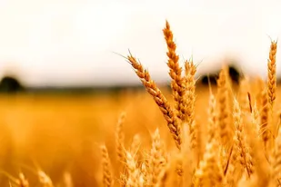 تحقق ۷۰ درصدی خرید و ذخیره سازی گندم در قزوین محقق شده است