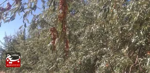برداشت ۳۱۰ تُن سنجد از باغات شاهرود