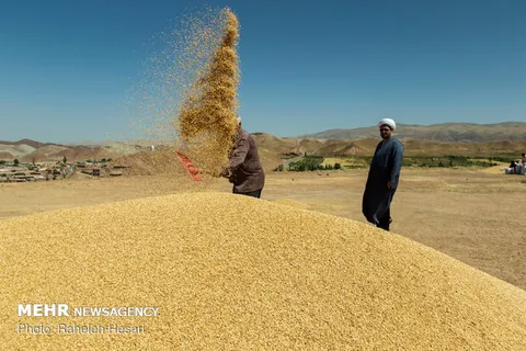 ۲.۵ میلیون تن گندم از چرخه خرید خارج شد/هشداردرباره قاچاق از کشور