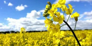 واردات ۸۶ درصدی دانه&zwnj;های روغنی/ قیمت خرید تضمینی افزایش یابد