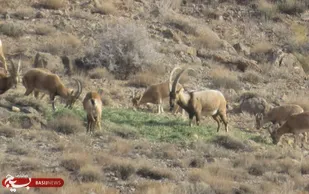 اقناع سازی افکار عمومی در راستای برنامه&zwnj;های محیط&zwnj; زیست/تلخانه خارتوران خریداری شد