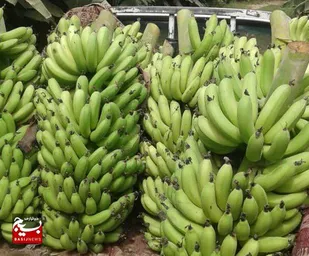 سالیانه بیش از ۱۸ هزارتن موز در چابهار تولید می شود