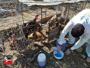 ۳۷۰ هزار قطعه طیور بومی سیستان و بلوچستان علیه نیوکاسل واکسینه می&zwnj;شوند