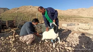اعزام کاروان دامپزشکی قرارگاه جهادی توسعه روستایی بنیاد احسان به منطقه عشایری سیاه کوه