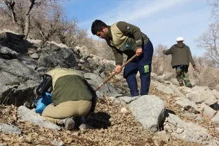 احیای رویشگاه "کلوس" در کوه قارونِ شهرستان لردگان