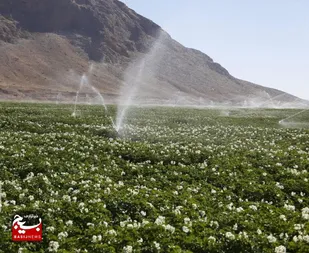 ۳۹ طرح کشاورزی در گناباد به بهره&zwnj;برداری رسید
