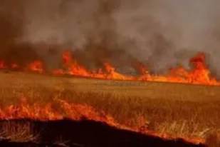 آتش سوزی گسترده در مزارع گندم شورین