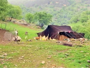 ۲ میلیون لیتر نفت در بین عشایر ایلام توزیع شد