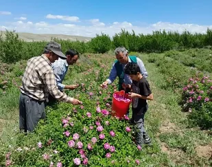تولید بیش از 4 هزار و 400 تن گل محمدی در آذربایجان شرقی