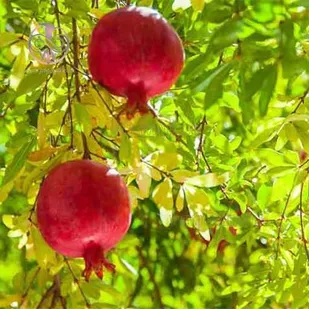 برداشت انار از باغ های استان قزوین آغاز شد