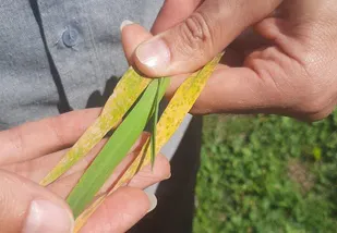 پایش مزارع گندم برای پیشگیری از زنگ زرد ضروری است