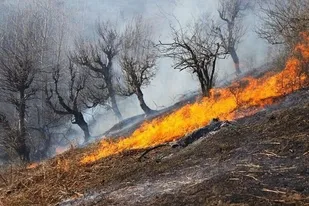 شناسایی عوامل آتش سوزی در جنگل&zwnj;های لرستان در حال پیگیری است