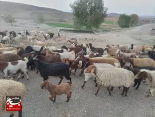 تولید بیش از ۱۳۰۰ تن گوشت دام سبک در شاهرود