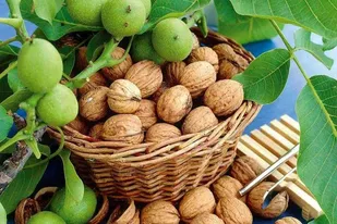 گردوی نهاوند؛ ظرفیت مغفول زاگرس