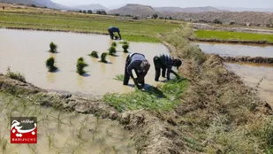 برنج کاری در لردگان