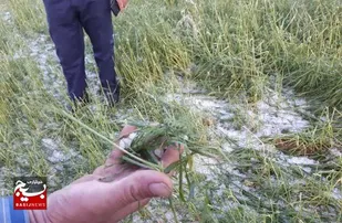 ۲۷۰۰ هکتار از باغات و زراعت شهرستان خلخال خسارت دیده است