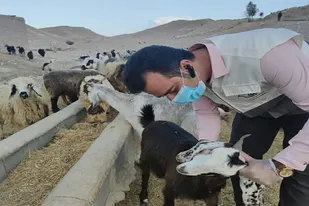 واکسیناسیون رایگان ۳۱ هزار راس دام سبک و سنگین