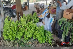 برداشت موز در ۷۰۰ هکتار از باغات شهرستان دشتیاری