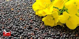 خرید تضمینی بیش از هزار و ۲۰۰ تن گندم و کلزا در حمیدیه