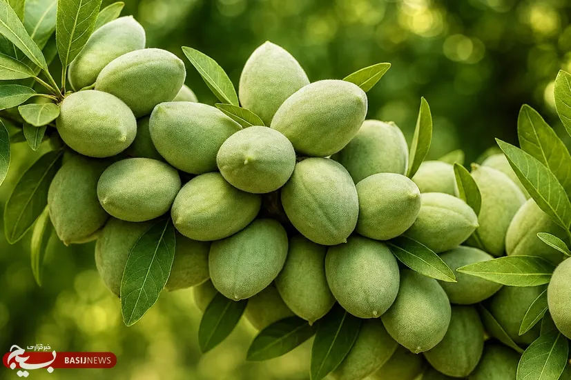 آذربایجان شرقی در مسیر توسعه کشت بادام؛ برداشت ۱۴ هزار تن محصول در سال جاری