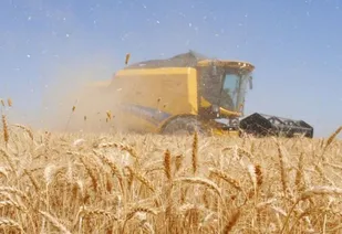 پیش بینی برداشت ۳۳۰ هزار تن گندم در مرکزی