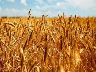 افزایش یک هزار تومانی قیمت خرید تضمینی گندم از کشاورزان