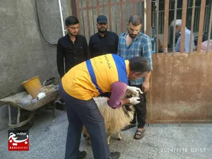 نظارت بهداشتی دامپزشکی بر  ا هزار رأس دام قربانی در ایام تاسوعا و عاشورای حسینی در سیستان و بلوچستان