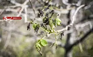 ۵۷۰ میلیارد تومان خسارت سرمازدگی به باغات شهرستان شاهرود وارد شد